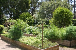 Left to right in the front bed, elder, fennel, lemon balm and mint mixed in with vegetables and other herbs Left to right, elder, fennel, lemon balm and mint mixed in with vegetables and other herbs