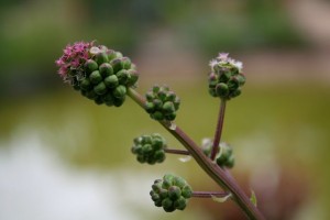 Salad burnet (Sanguisorba minor) The dainty unusual flower of salad burnet