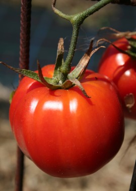‘Amish Oxheart’ tomato
