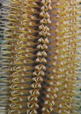 Banksia flower