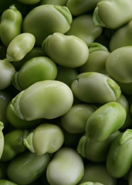 Broad beans