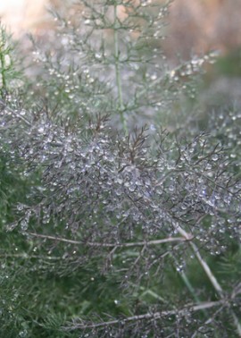Bronze fennel