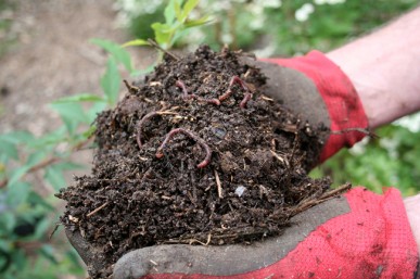 Compost worms