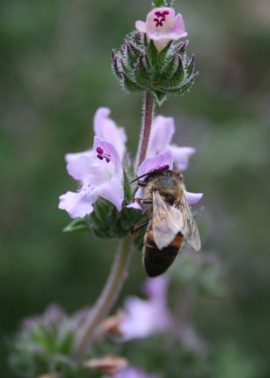 Cretan savory with bee