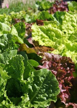 Lettuces