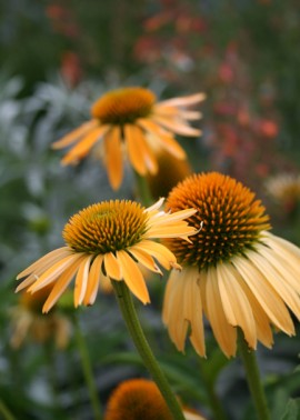 Echinacea ‘Harvest Moon’
