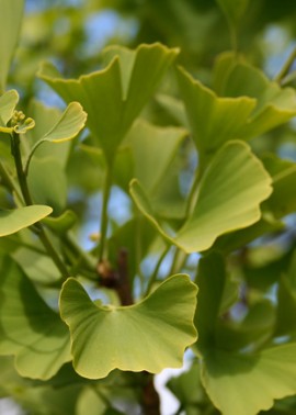 Ginkgo leaves