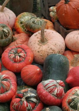 Heirloom pumpkins