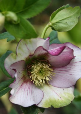 Hellebore ‘Red Picotee’