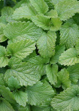 Lemon balm