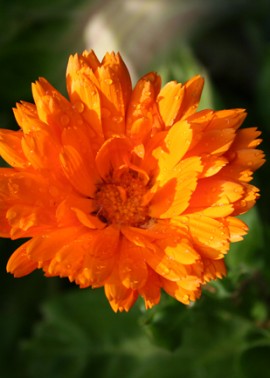 Marigold