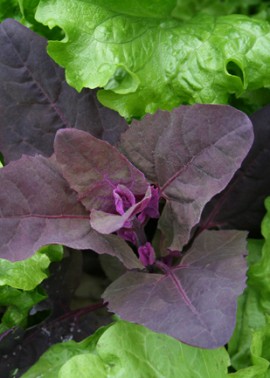 Orach