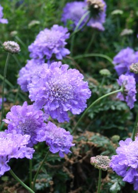 Pincushion Flower