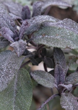 Purple sage