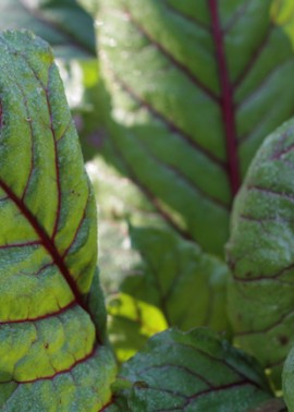 Rainbow chard
