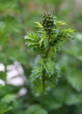 Salad burnet