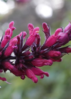 Salvia involucrata ‘Timboon’
