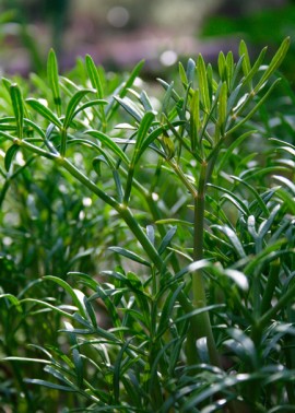 Samphire