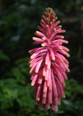 Sand lily