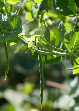 Snow peas