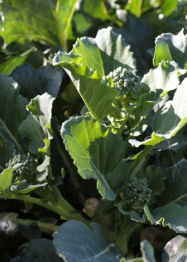 Broccoli ‘Green Sprouting’ 1