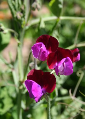 Sweet pea ‘Matucana’