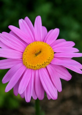 Pyrethrum