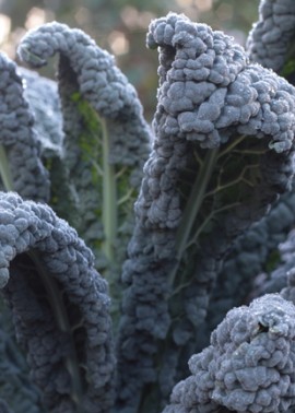 Tuscan kale