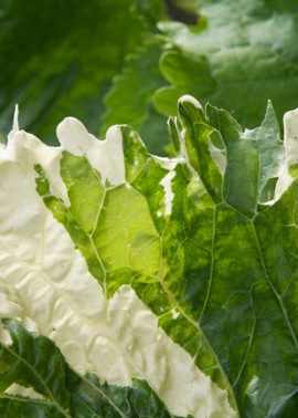 Variegated horseradish