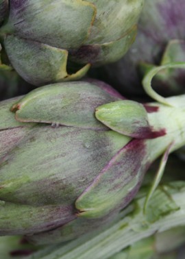 Globe artichoke ‘Violetta’