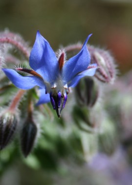 Borage