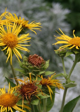 Elecampane