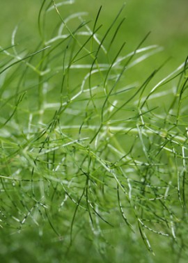 Fennel
