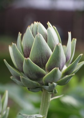 Globe artichoke ‘Violetta’