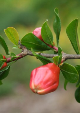 Pomegranate flower buds