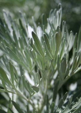 Tree wormwood