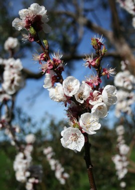 Apricot blossom