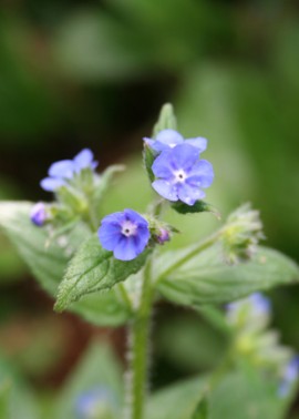 Chinese forget-me-not