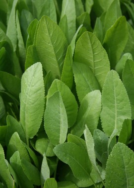 Costmary