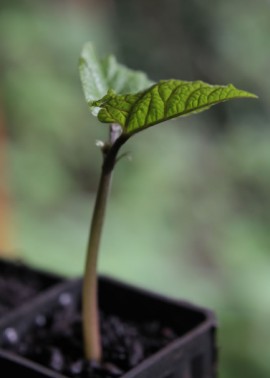 Bean seedling 2