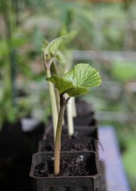 Bean seedling 1