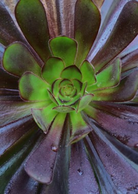 Aeonium ‘Schwarzkopf’