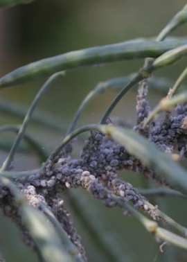 Aphids on kale