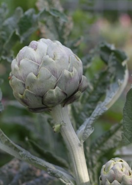 Artichoke ‘Green Globe’ 1