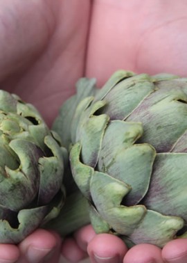 Artichoke ‘Green Globe’ in hands