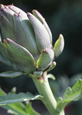 Artichoke ‘Violetta’