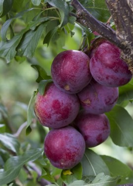 Plum ‘Satsuma’
