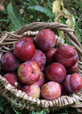Plum ‘Satsuma’ in Basket