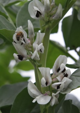 Broad bean flowers with bee