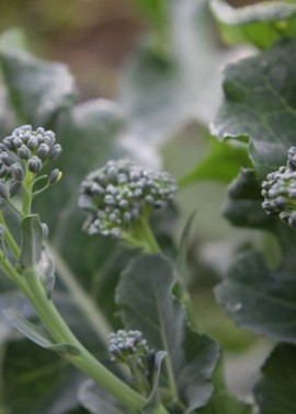 Broccoli ‘Green Sprouting’ 2